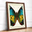 Symmetrical Butterfly Study Botanical - Framed Print-716084815-716084808