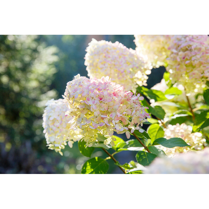 Paniculata Hydrangea by Geshas - Wrapped Canvas Print, 30cm H x 46cm W