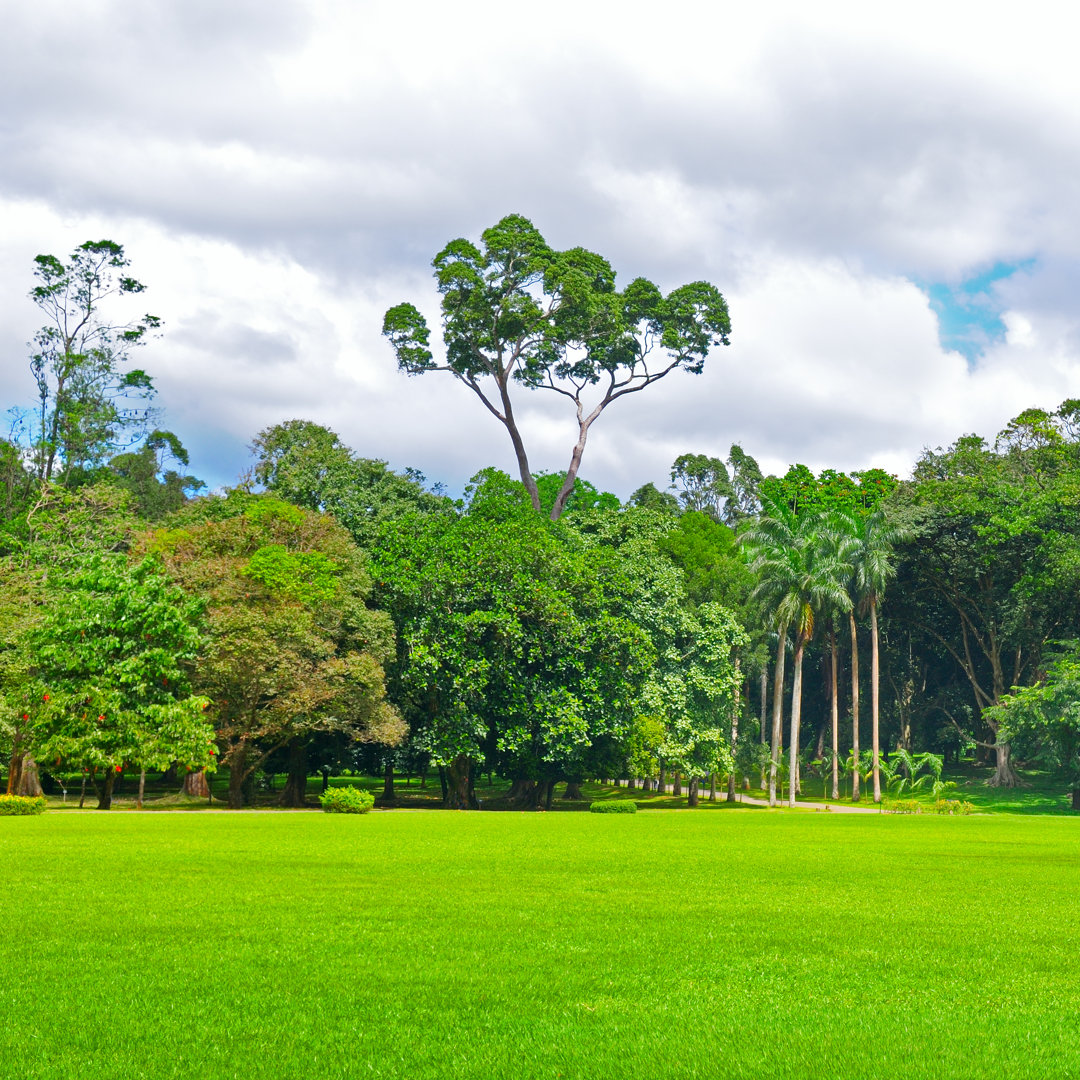 Leinwandbild Green Meadow von Alinamd