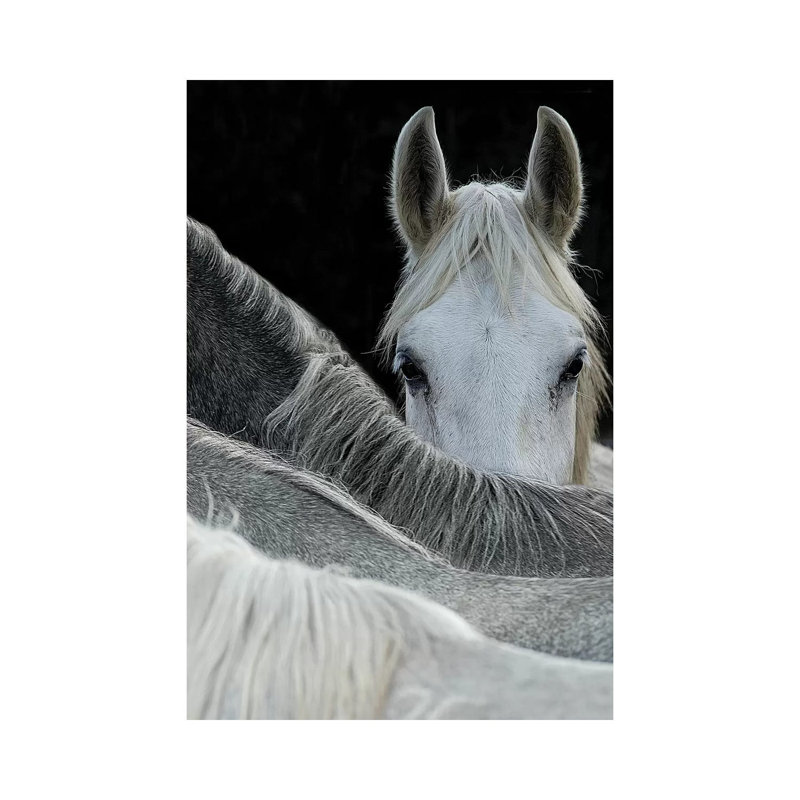 Look by Milan Malovrh - Print on Canvas, 20.32 cm H x 30.48 cm W, Wrapped Canvas