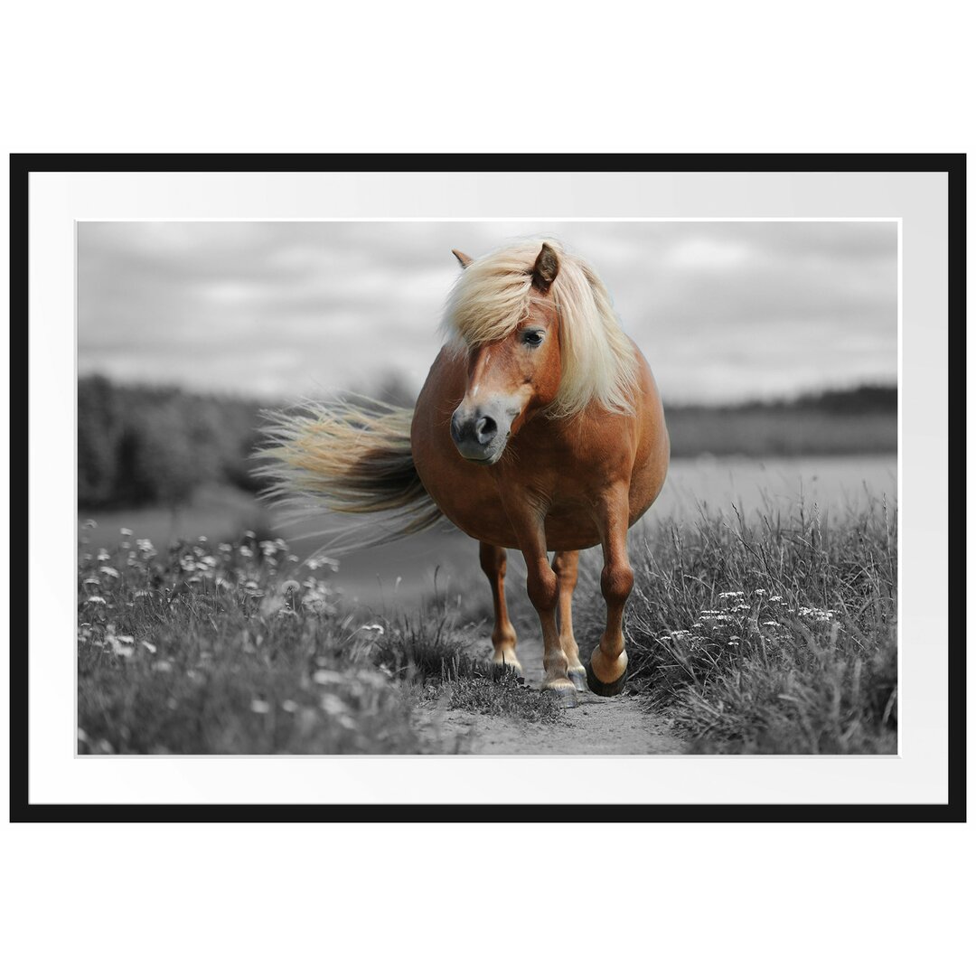 Gerahmtes Poster Shetlandpony auf der Wiese