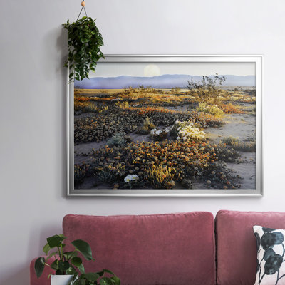 " Anza Borrego Desert "