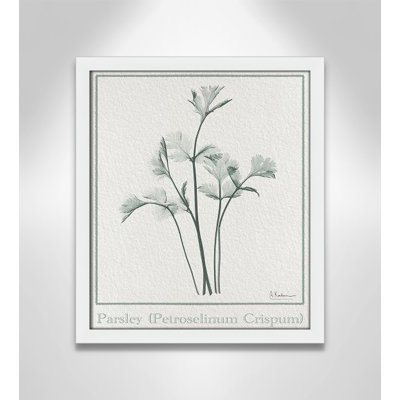 Jeanette "Parsley II" Print by Albert Koetsier