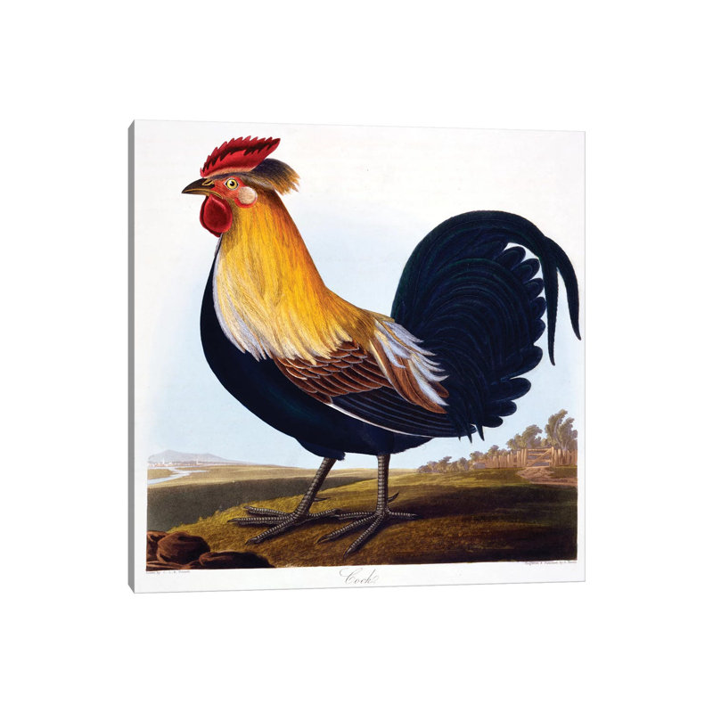 Cock by Charlotte L. E. Perrott - Wrapped Canvas Print, 93.98cm H x 93.98cm W x 1.91cm D
