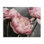 Pink Peonies Trio Canvas Wall Art by Sisi and Seb