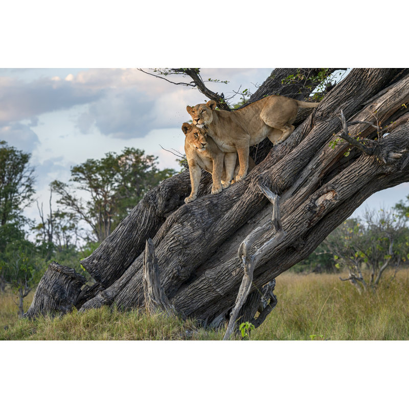 Two Lions by Guenterguni - Wrapped Canvas Print, 20cm H x 30cm W