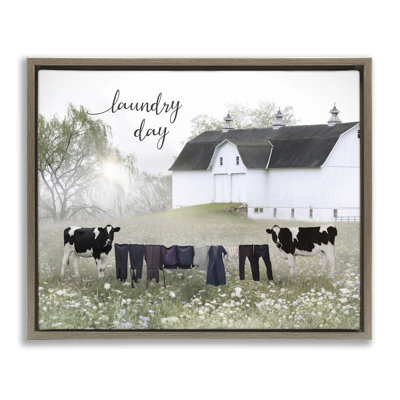 Jour de lessive avec les vaches