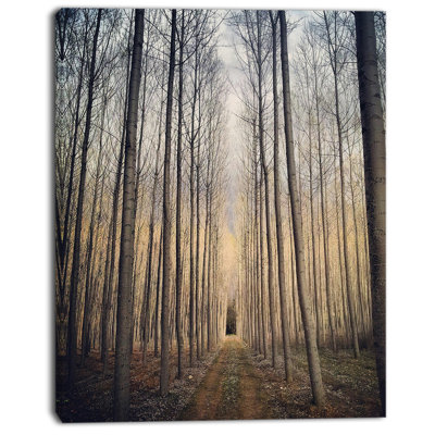 " Thick Forest Of Poplars At Sunset "
