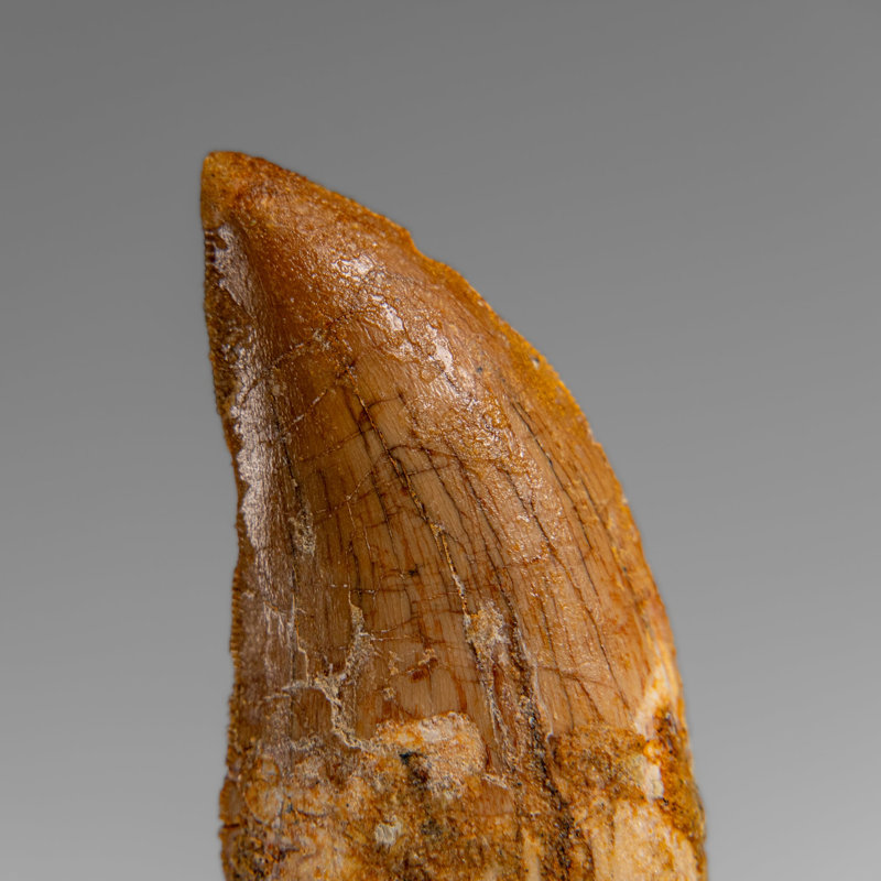 Genuine Natural Carcharodontosaurus Dinosaur Tooth In Display Box