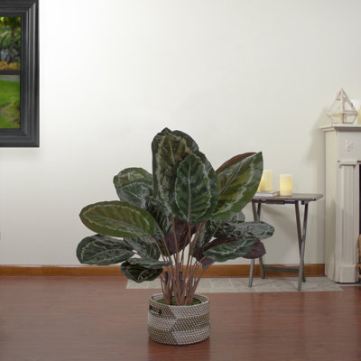 Grande plante verte en pot 30 po Calathea