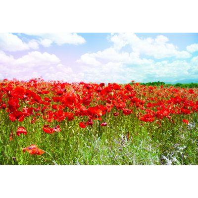" Red Poppy Flowers " by Serrnovik