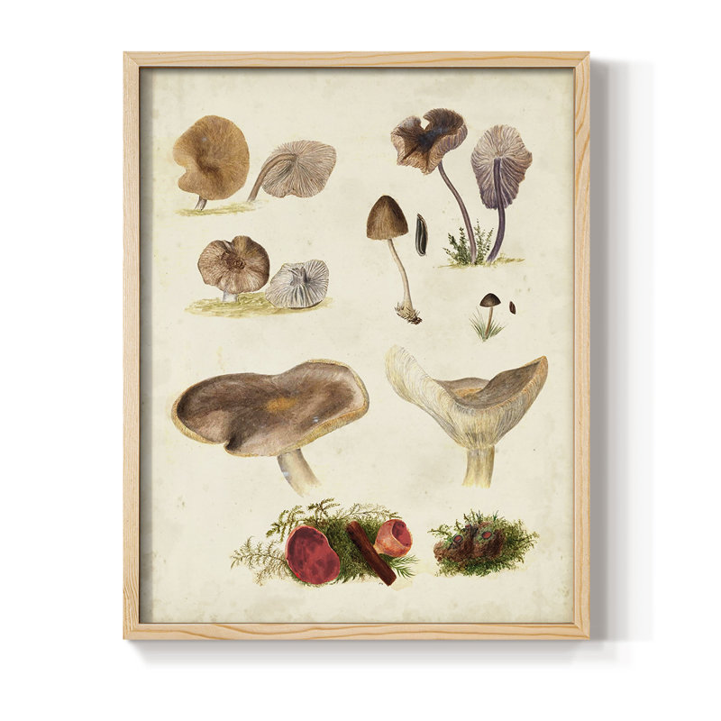 Reproduction encadrée Mushroom Species III - bois massif, H 30 po x l 24 po