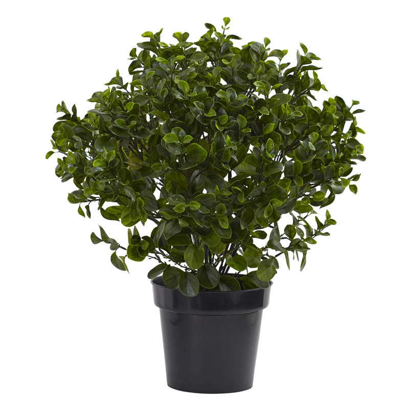 Peperomia Plant UV Resistant (Indoor/Outdoor), 28" H x 27" W x 25" D