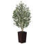 Adcock Faux Olive Tree with UV Protection, 2 Natural Tree Trunks, Large Decorative Potted Olive Tree-89410993-89410998
