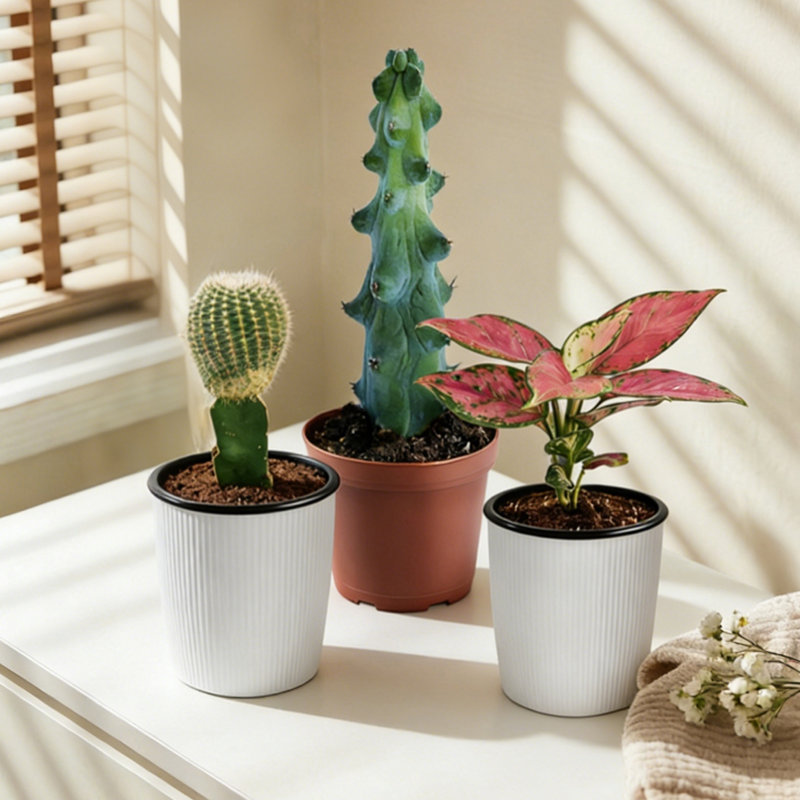 3-Piece Live Plants Set 