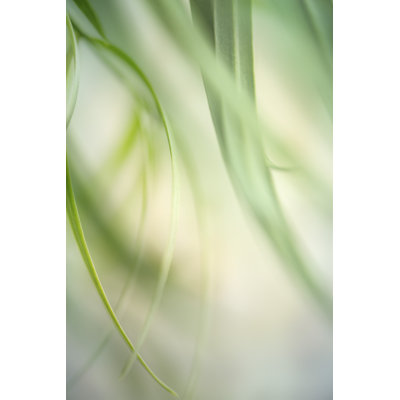 Harmonic I by Dianne Poinski - Photograph
