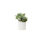 Succulents Arrangement in Ribbed White Ceramic Planter