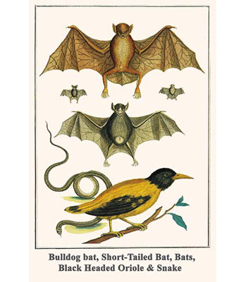 " Bulldog Bat Short-Tailed Bat Bats Black Headed Oriole And Snake " by Albertus Seba