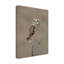Courte chouette sur toile-773501351