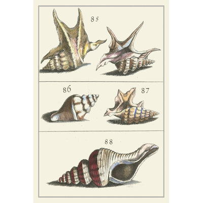 Seashell Menagerie IV - Wrapped Canvas Painting