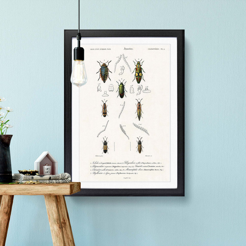 Beetle Illustration PL.4 by Charles D'Orbigny - Single Picture Frame Print, Black Framed, 63cm H x 45cm W x 2cm D