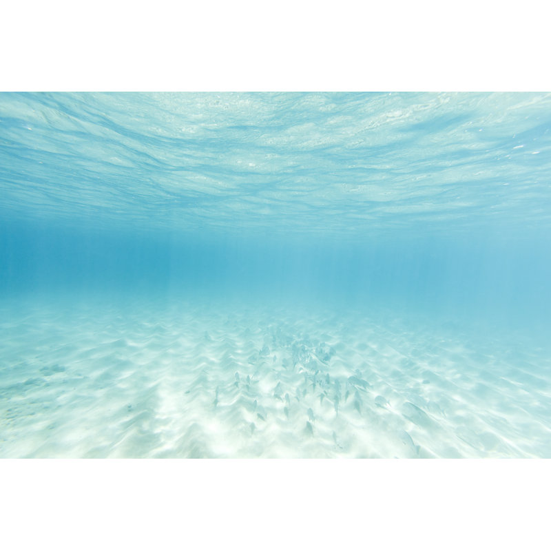 School of Fish Swiming Over Sand in Water, 81cm H x 122cm W