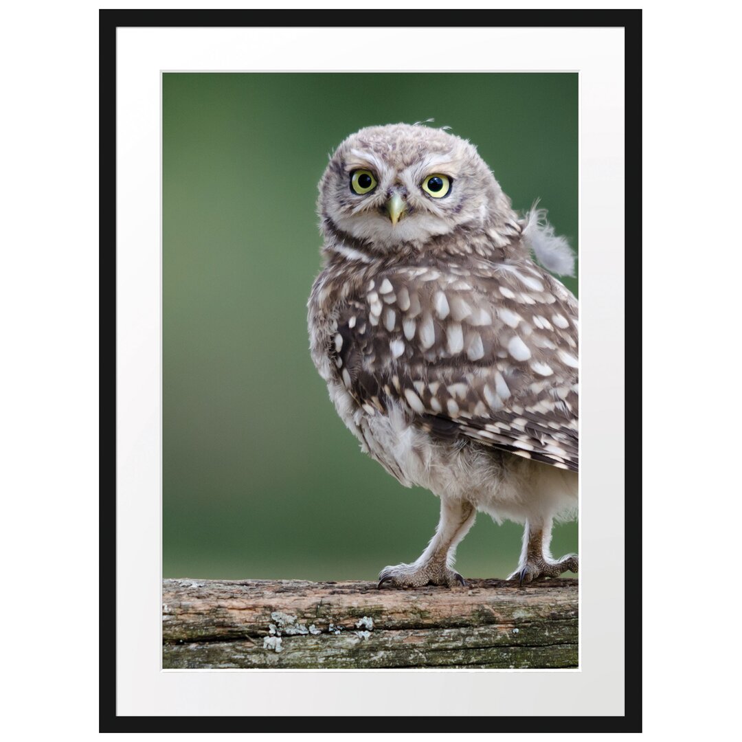 Gerahmtes Poster Kleine Eule auf Baum