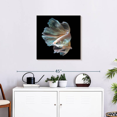 Crowle Majestic Siamese Betta Fish