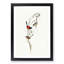 Black-Headed Wren by Elizabeth Gould - Picture Frame Art Print-55512337-55512336