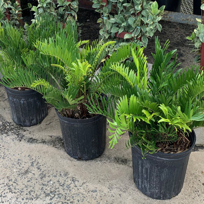 OnlinePlantCenter Live Foliage Plant in Pot