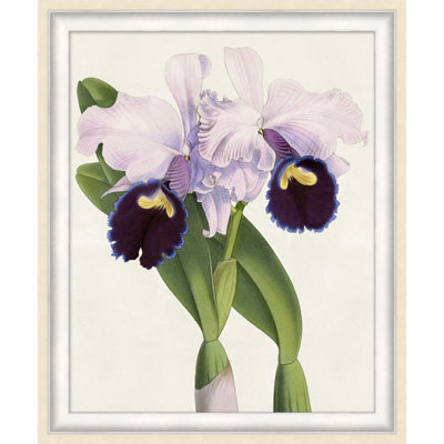 Orchidée 3 - Impression de cadre photo sur papier