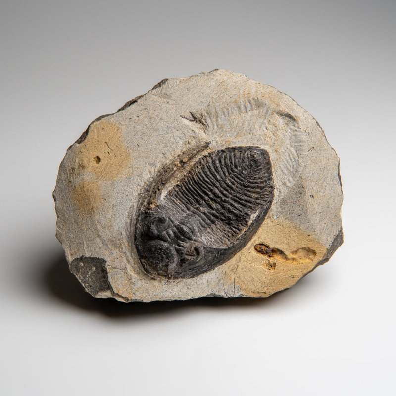 Genuine Hollardops Mesacristata Trilobite On Matrix (1.7 Lbs)
