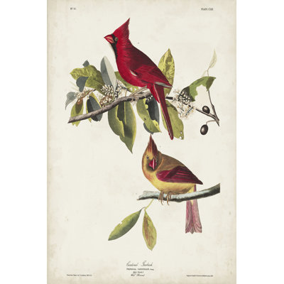 Pl 158 Cardinal Grosbeak