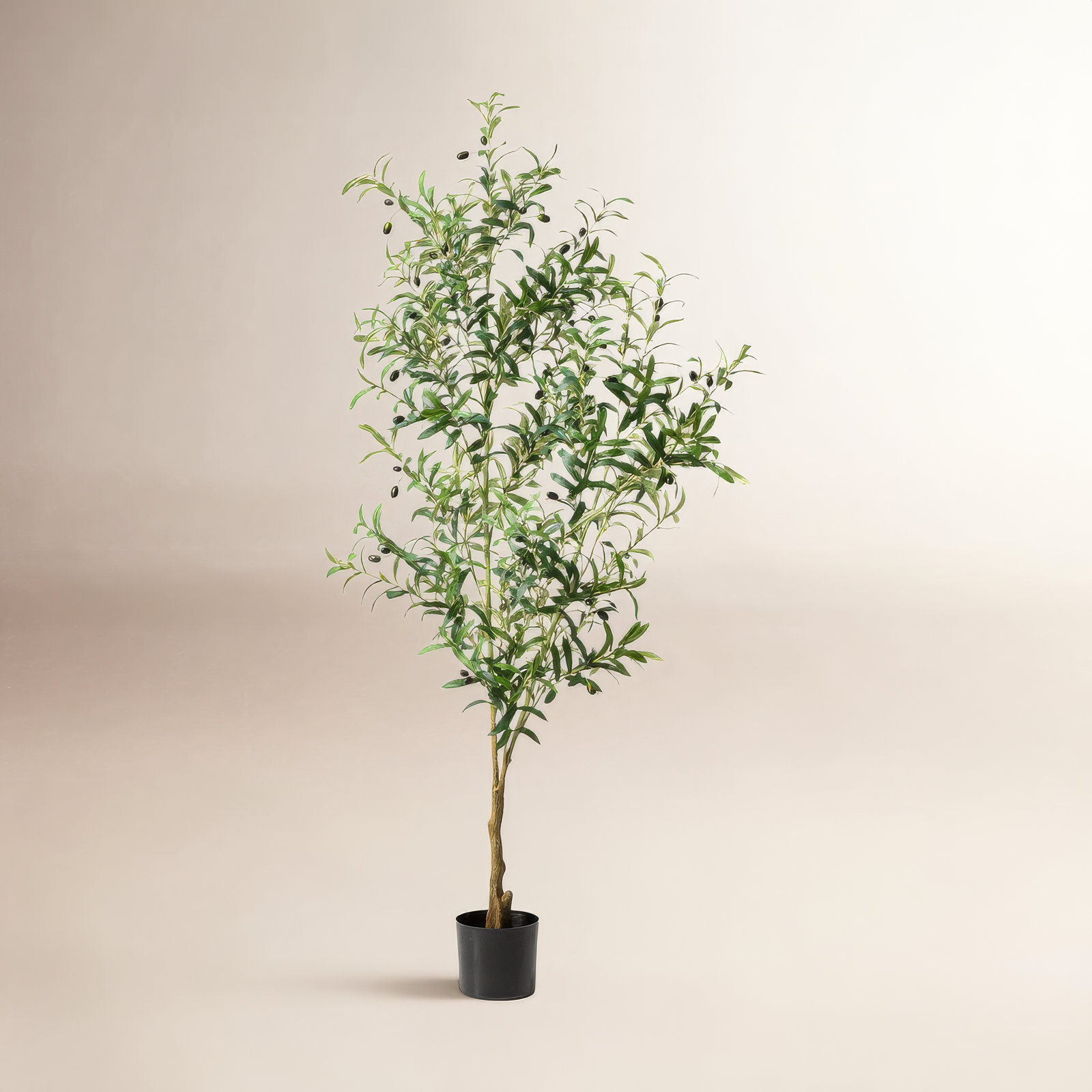 Amee 70" Olive Tree in Pot