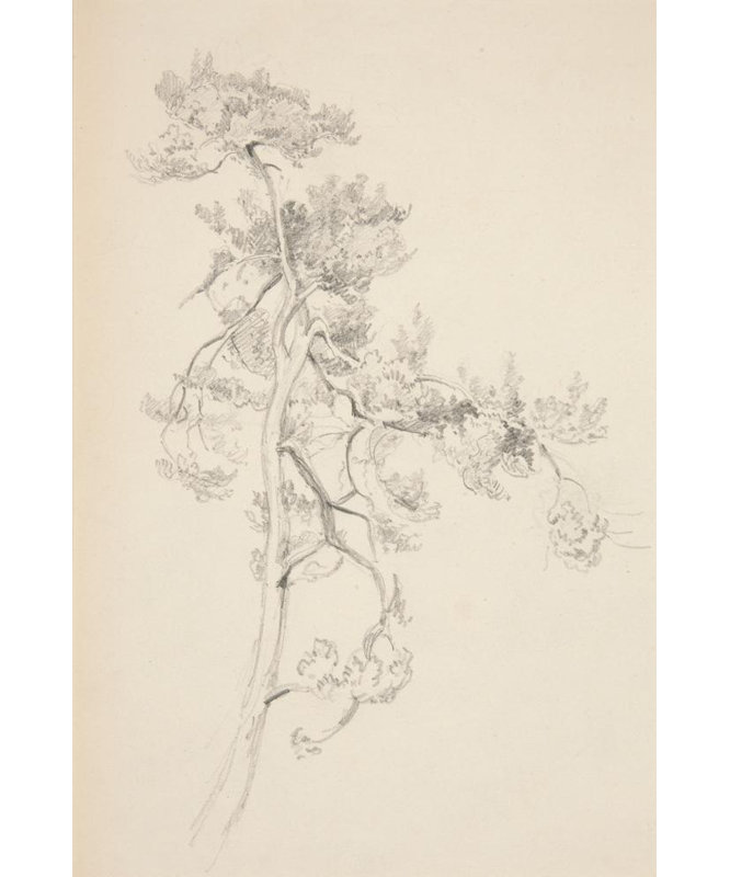"Arbre et feuillage" par John Singer Sargent - Art mural sur toile tendue avec châssis, H 18 po x l 14 po