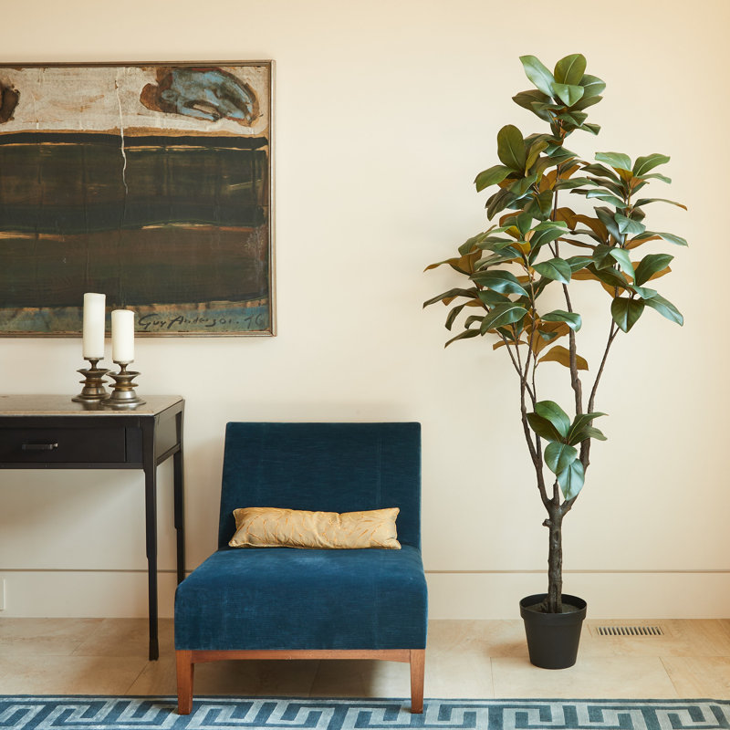 7FT Magnolia Tree w 9.5" Black plastic pot