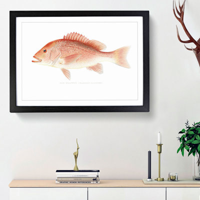 Red Snapper by Sherman F. Denton - Picture Frame Painting Print