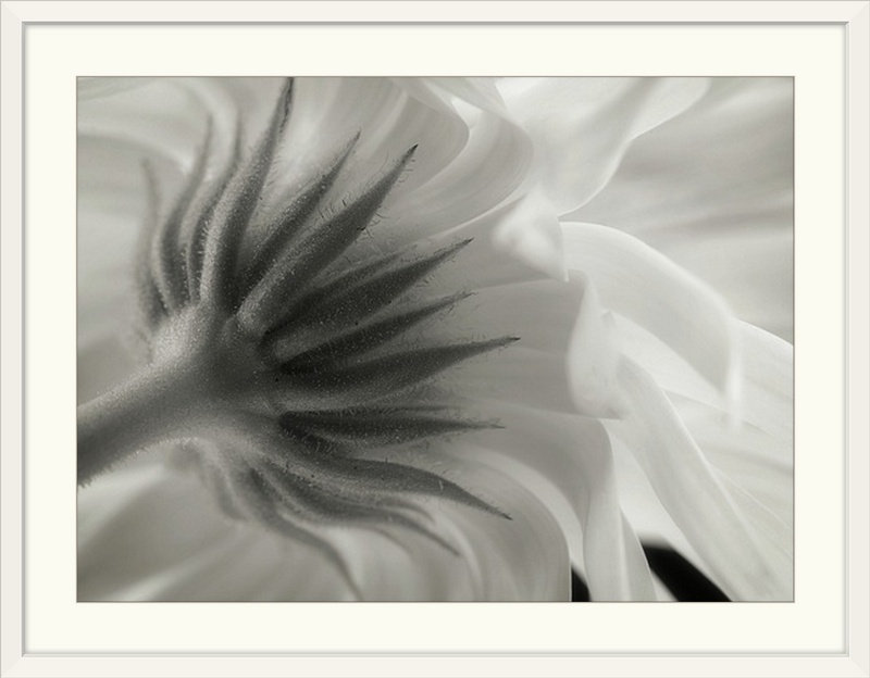 Straub 'Calendula by Lotte Gronkjaer Photographic Print, 18" H x 24" W x 1.25" D, Canvas