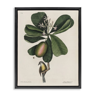 Cadre flottant Catesby Flora & Fauna, design par Print Collection