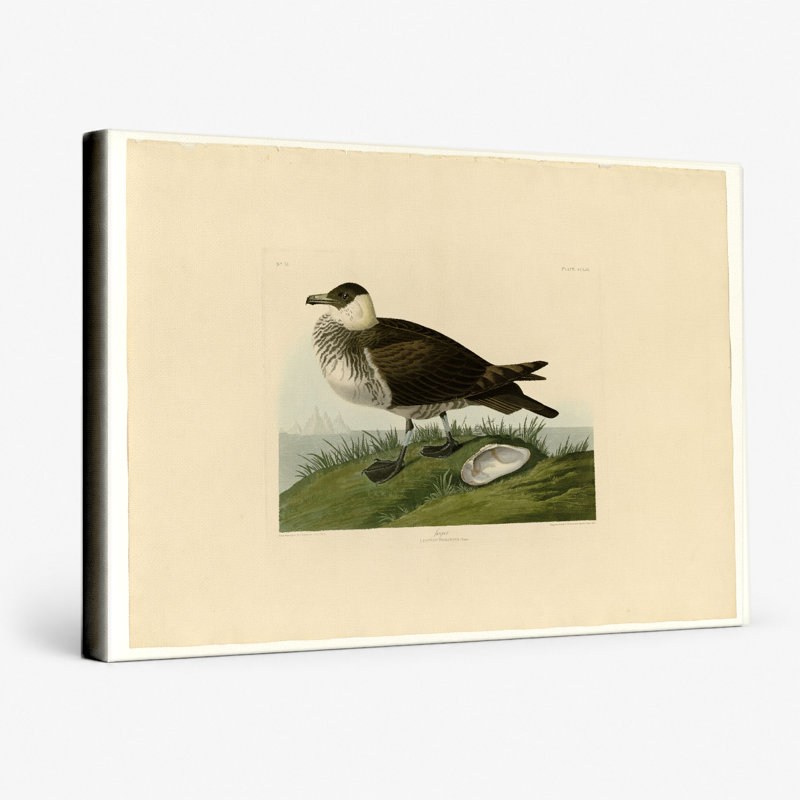 Jager, plaque 253 (Lestris Pomarinus) - art mural sur toile paysage, 14" W x 11" H