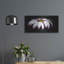 Mercer41 «Pink Osteospurmum on Black Panoramic» par Tom Quartermaine, art mural en métal-720996469