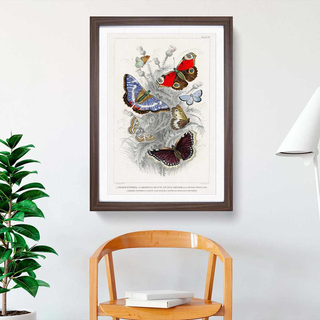 Assortment Of Butterflies PL. 69 by Oliver Goldsmith - Single Picture Frame Painting