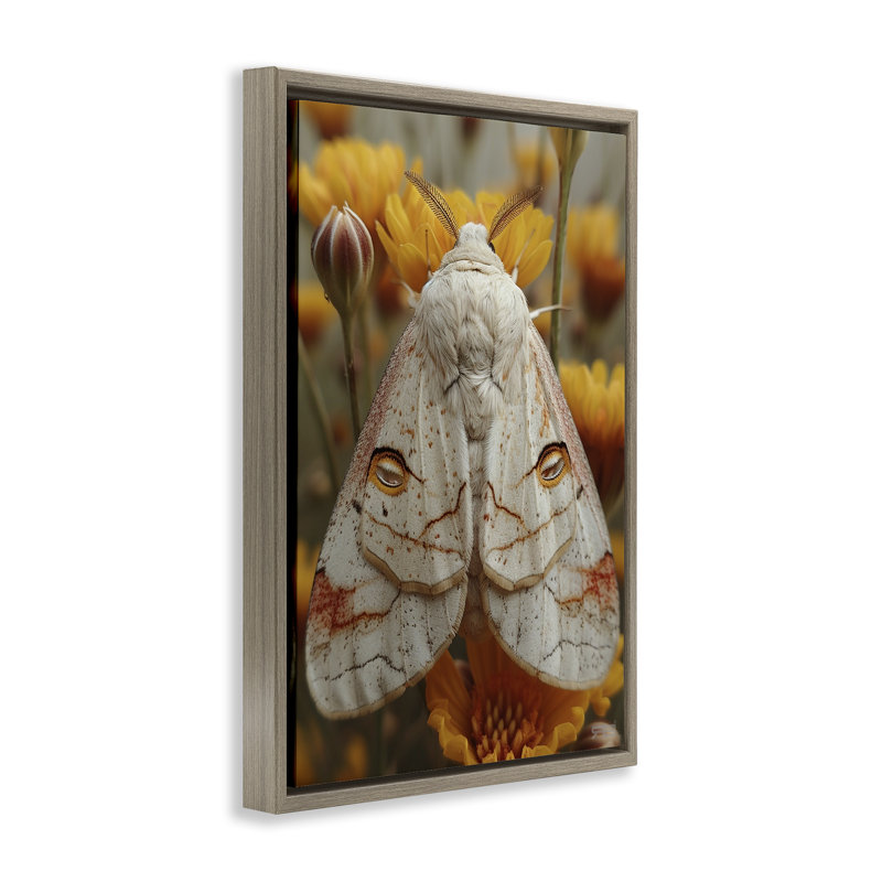 «Delicate Luna Moth», toile flottante encadrée noire par Roozbeh Bahramali, Cadre flottant orme Montalcino, H 25 po x l 17 po