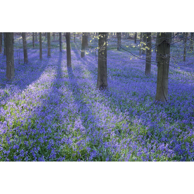 Bluebell Dreams II by Nick Dautlich - Photograph, 51cm H x 76cm W, Wrapped Canvas