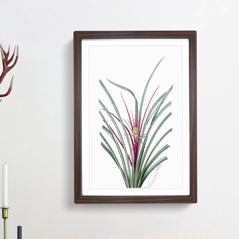 Plumier's Bromelia Flower by Pierre-Joseph Redoute - Picture Frame Painting Print, 36cm H x 27cm W x 2cm D, Walnut Framed