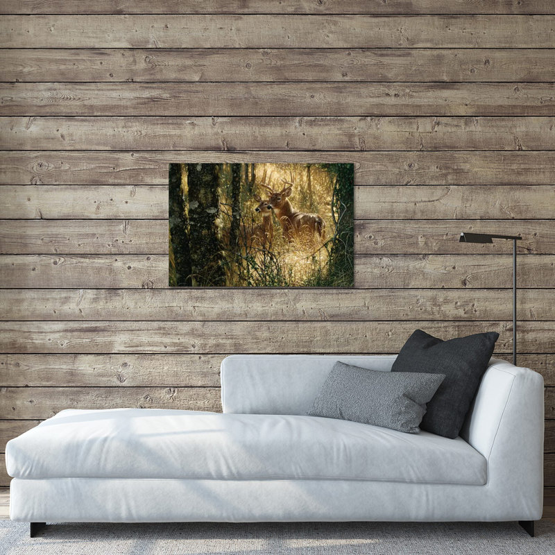 A Golden Moment - Whitetail Deer, Horizontal par Collin Bogle - impression d'art graphique sur, H 24 po x l 32 po x P 0,25 po
