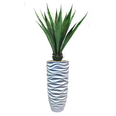 Agave d'intérieur / extérieur Panama en pot