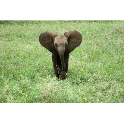 Elephant Baby by Webphotography - Wrapped Canvas Print