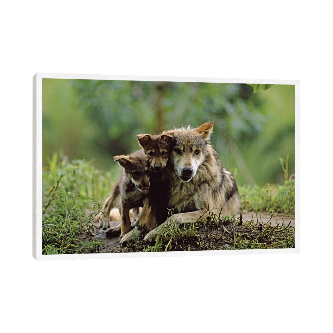 Two Captive Bred Mexican Gray Wolf Pups With Their Mother At The Sedgwick County Zoo von Joel Sartore - Gallery-Wrapped ...