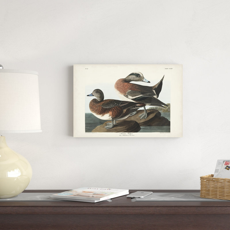 Pl 345 Widgeon américain, H 12 po x l 18 po